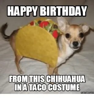 HAPPY BIRTHDAY FROM THIS CHIHUAHUA TACO Memes Chihuahua Meme
