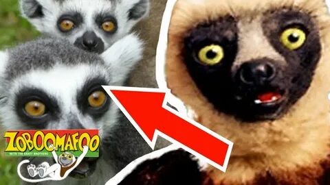🐒 Zoboomafoo 🐒 Season 1 Episode 5 - Happy Lemur Day HD Full 