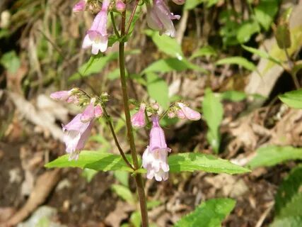 Penstemon canescens - Wikipedia