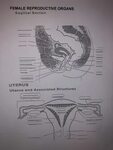 Solved FEMALE REPRODUCTIVE ORGANS Sagittal Section UTERUS Ch