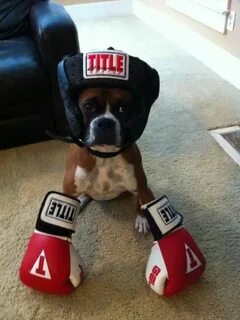 Lol my friend sent me this pic of his boxer. Boxer dogs, Box