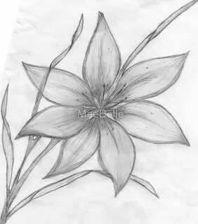 karakalem çiçek resimleri - Google'da Ara Flower sketches, F