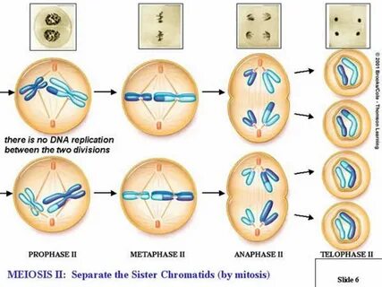 Chapter 10: Cell Reproduction Mitosis and Meiosis Mitosis Ra