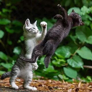 Cat one: "take that!" Cat two: wooooaaaaah (in slow motion)😂