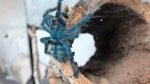 Avicularia Versicolor / Avicularia versicolor - Vogelspinne 