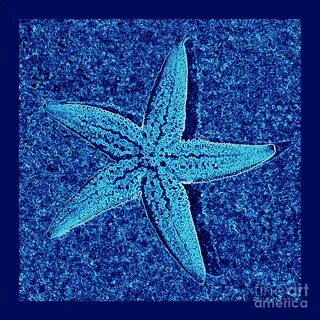 Blue Starfish - Digital Art Photograph by Carol Groenen Fine