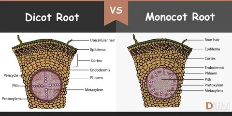 Microscope Slide Monocot and Dicot Root in Comparision Slide