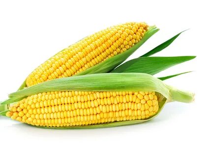 Шайнрок F1 - кукуруза сахарная, 1кг и 100 000 семян, Syngent