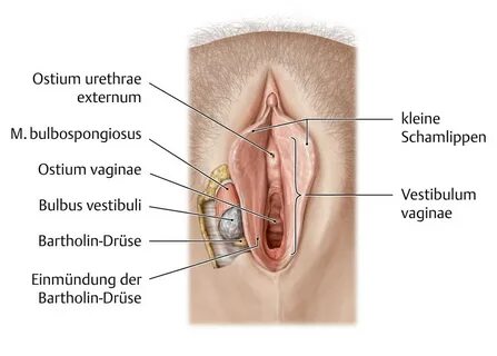 Ulcus vulvae acutum - eRef, Thieme