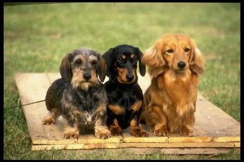 three varieties of dachshund 415019 Wallpapers HD / Desktop 
