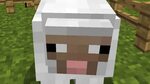 The Sheep Planned my Death In MineCraft! - YouTube