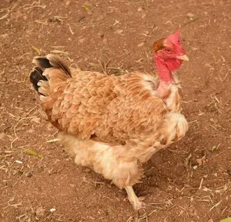 About Turken Naked Neck Chickens: Is it a Turkey or a Chicke