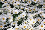 How to Plant and Grow Shasta Daisies Gardener’s Path