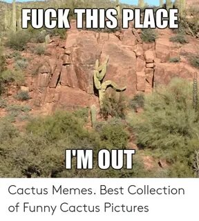 🐣 25+ Best Memes About Cactus Pictures Cactus Pictures Memes