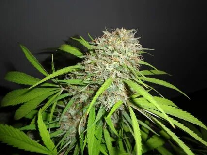 Top 151 Skunk Strains 2022 ⋆ Smoke Five