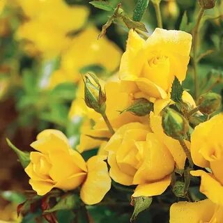 Желтые кустовые розы (62 фото)
