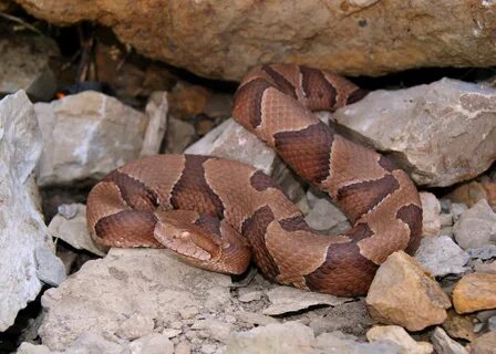 Being Aware of Copperheads This August