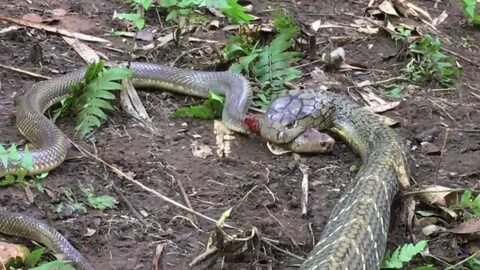 10 Animals that will kill venomous snakes - Wild and Domesti