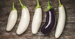 9 of the Best White Eggplant Varieties Gardener’s Path