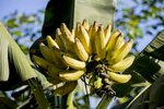 Banana Palm - 64 photo