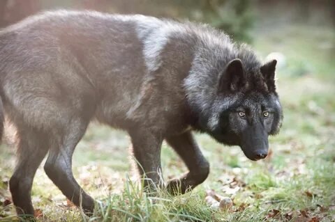 Lone wolf Grey wolf photography, Wild dogs, Grey wolf