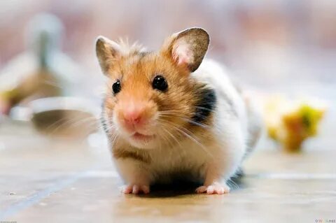 HAMSTER rodent pet Cricetinae wallpaper 2876x1912 519286 Wal