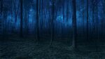 #twilight #forest #nature #woodland #woods #starlight #tree 