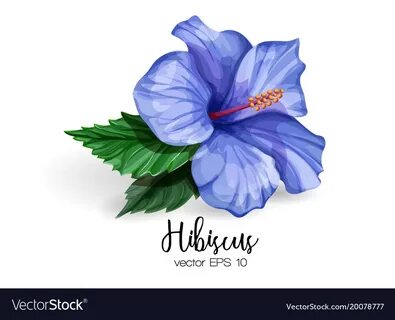 Realistic hibiscus flower leaves blue Royalty Free Vector