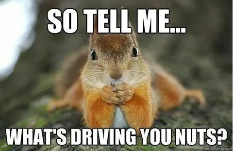 Pin by Laurie Prell on Squirrels Squirrel funny, Funny anima