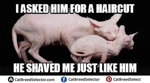 Hairless Cat Memes - Cat Breed Selector