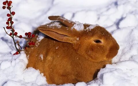 Oh, by the way...: Snow Bunnies