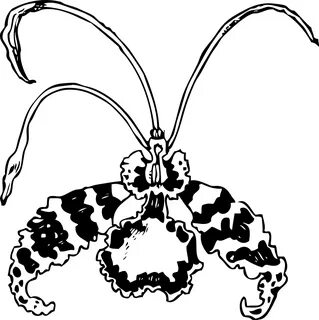 Orch - Orchid Clip Art - (1276x1280) Png Clipart Download