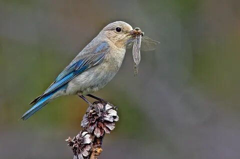 File:Mountain Bluebird female.png - Wikimedia Commons