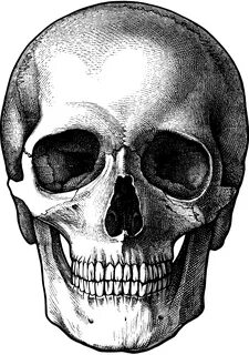 Skulls PNG Image Skull art drawing, Skull sketch, Skull draw