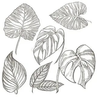 Tropical Palm Leaves. Vector Illustration. Engraved Jungle L