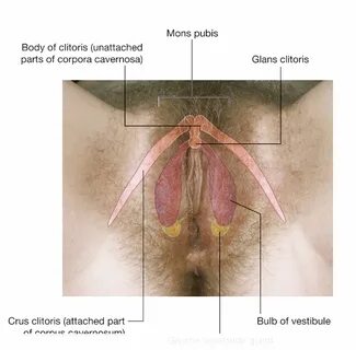 Anatomic study of the clitoris and the bulbo :: Black Wet Pu