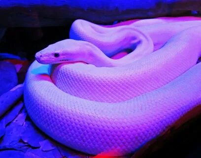 Фотография Pink and purple snake - AVATAN PLUS
