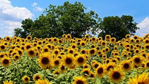 The Most Beautiful Sunflower Fields in the South Sunflower f