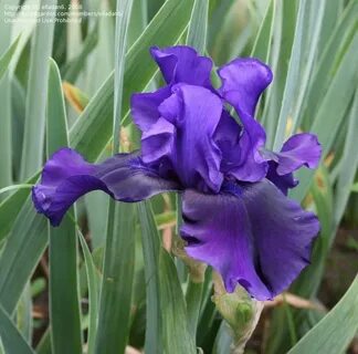 PlantFiles Pictures: Tall Bearded Iris 'Midnight Majesty' (I