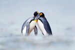 17 Gorgeous Photos of Wild Penguins