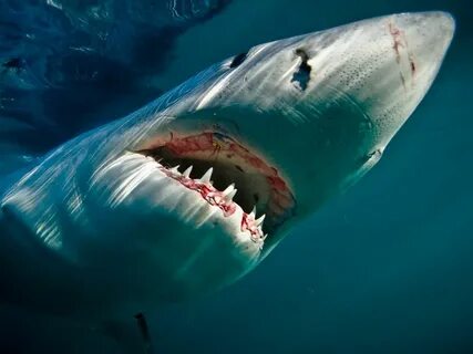 I am scary shark Great white shark, White sharks, Shark