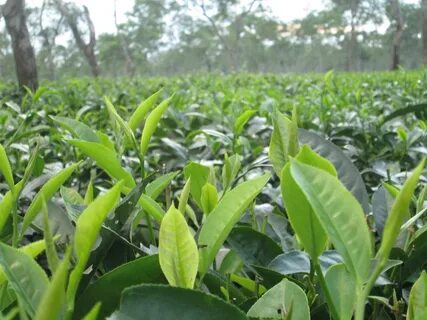 Assam Tea’s popularity all over the World - Namhah