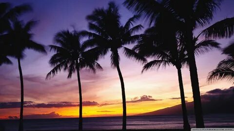 palm trees Palm Trees Sunset Wallpaper 1920x1080 Palm, Trees
