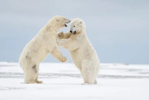 Expeditions Alaska Favorite Photos 2016 wildlife photos