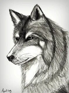Creative Sketch Wolf Drawings with simple drawing Sketch Art
