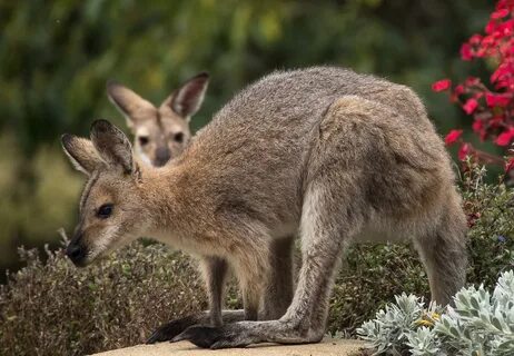 Download free photo of Wallaby,rednecked wallaby,wallabies,t