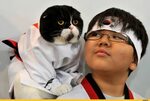 Кошки в кимоно - это тренд в Японии! Смешные фото кошек, Сме