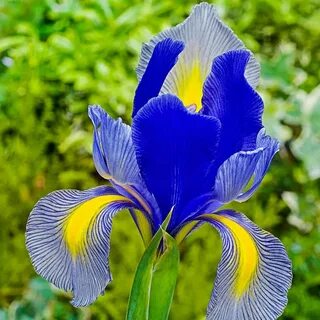 Van Bourgondien Gipsy Beauty Dutch Iris Bulbs (25-Pack) 0516