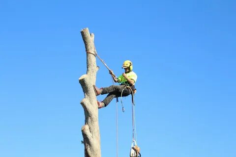 Qualified Arborist Services Jim’s Trees NZ