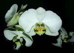 HD wallpaper: orchid, white, flower, flowering plant, vulner
